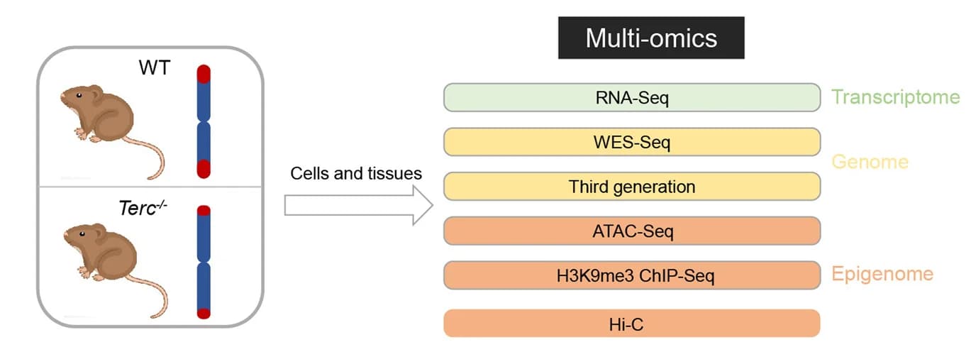Open access visualization of Workflow, Illustration, Experimental Design, Cultured Cells, Tissues