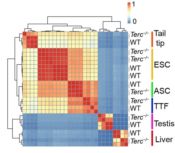 Open access visualization of Heatmap, Clustered, Gene Expression, Cell Types, Tissues
