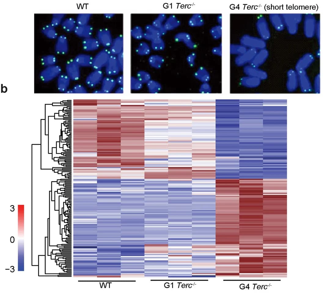 Open access visualization of Heatmap, Clustered, Microscopy, Telomere Q-FISH, WT ESCs