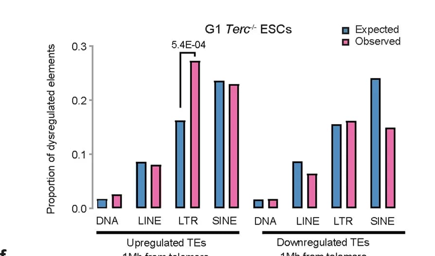 Open access visualization of Bar Plot, Clustered, TEs, G1 Terc -/- ESCs, Telomere