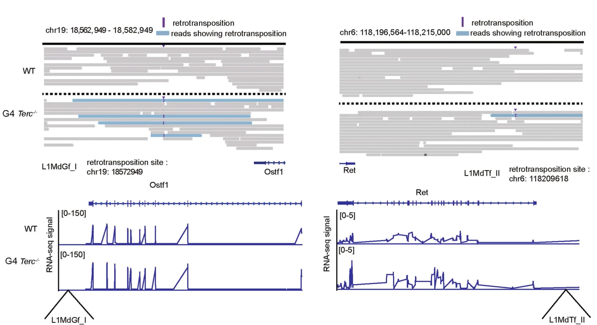 Open access visualization of Line Plot, TE Insertions, Sequencing, RNA-Seq, ESCs