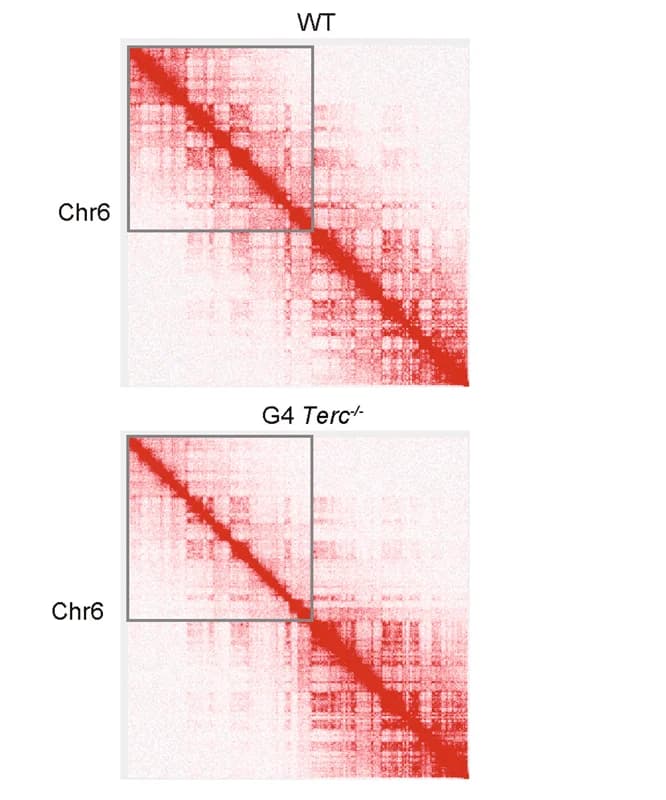 Open access visualization of Heatmap, Hi-C Contact Maps, Chromosome 6, 500-kb Resolution, Truncated Region