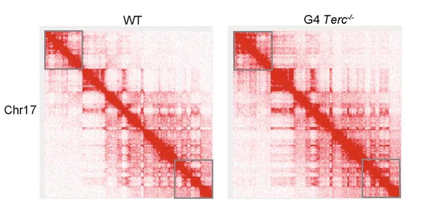 Open access visualization of Heatmap, Hi-C Contact Maps, Chromosome 17, 500-kb Resolution, WT