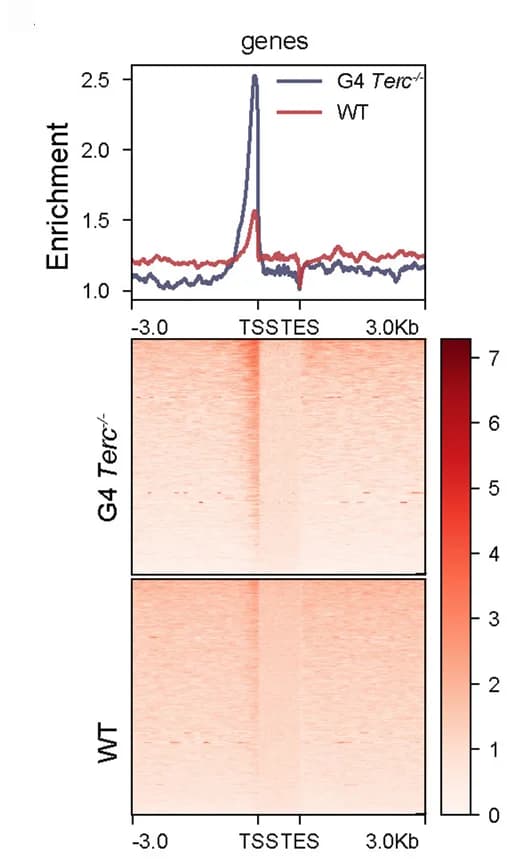 Open access visualization of Heatmap, Line Plot, ATAC-seq, WT, G4 Terc -/-