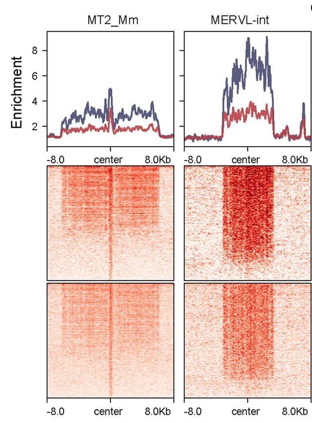 Open access visualization of Heatmap, Line Plot, ATAC-seq, MT2_Mm, MERVL-int