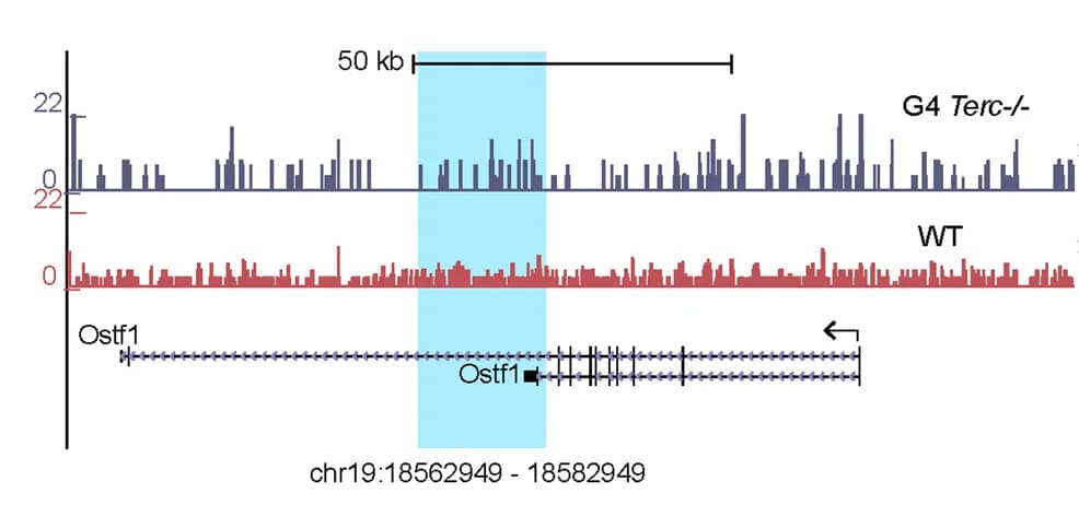Open access visualization of Bar Plot, ATAC-seq, Ostf1 Gene, WT, G4 Terc -/-