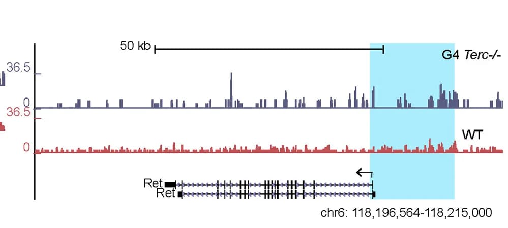 Open access visualization of Line Plot, Bar Plot, ATAC-seq, Ret Gene, WT