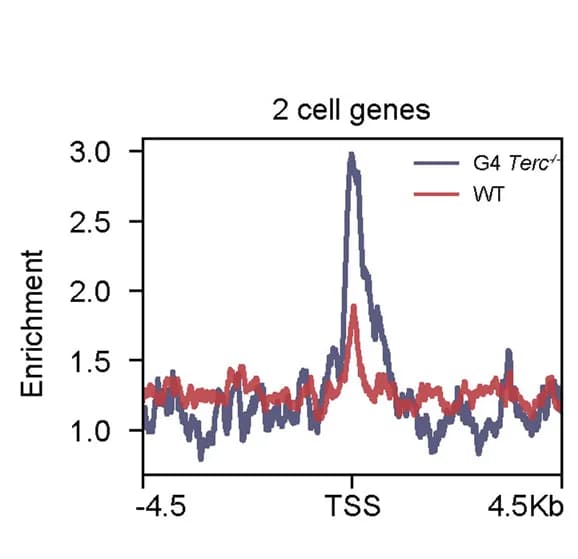 Open access visualization of Line Plot, ATAC-seq, 2-Cell Genes, WT, G4 Terc -/-