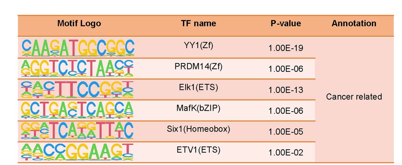 Open access visualization of Table Image, Transcription Factor Motifs, ATAC-seq Peaks, G4 Terc -/-, ESCs