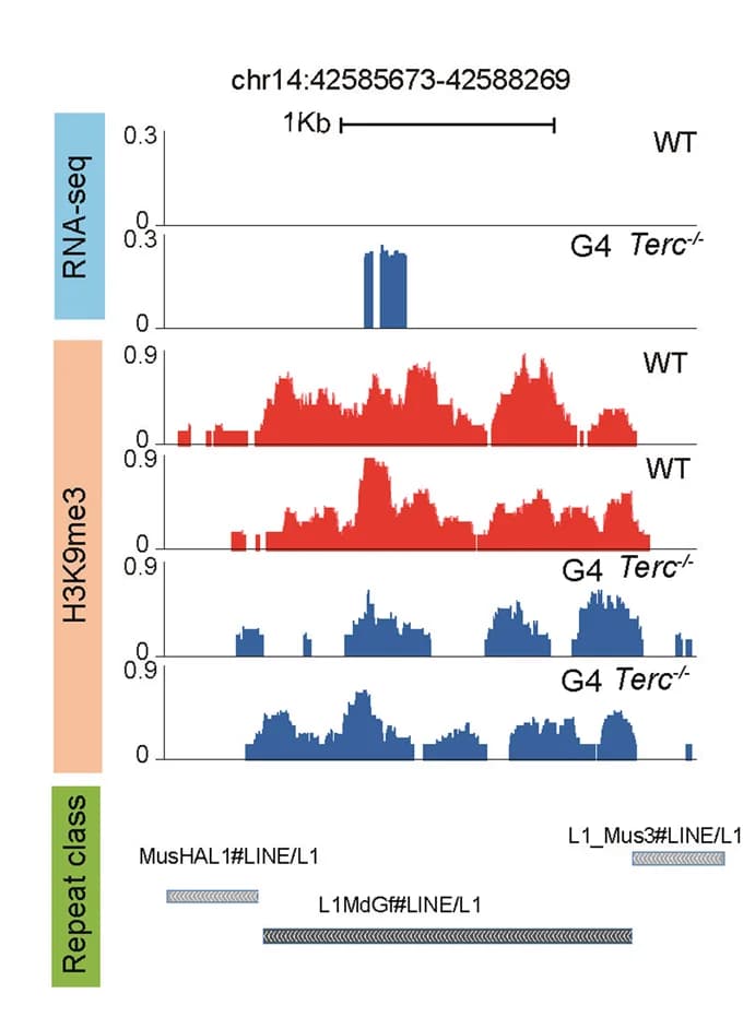 Open access visualization of Line Plot, Bar Plot, L1MdGf, Gene expression, H3K9me3