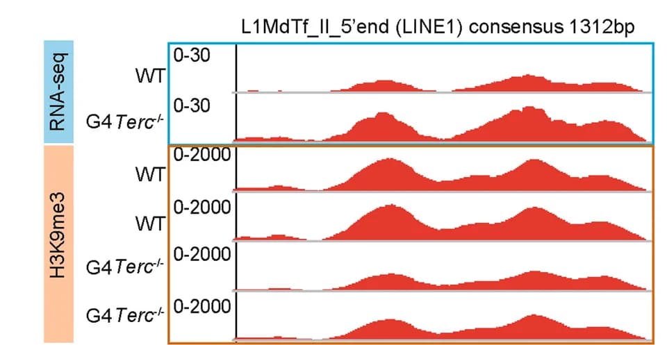 Open access visualization of Line Plot, Density Plot, ChIP-seq, RNA-seq, LINE1