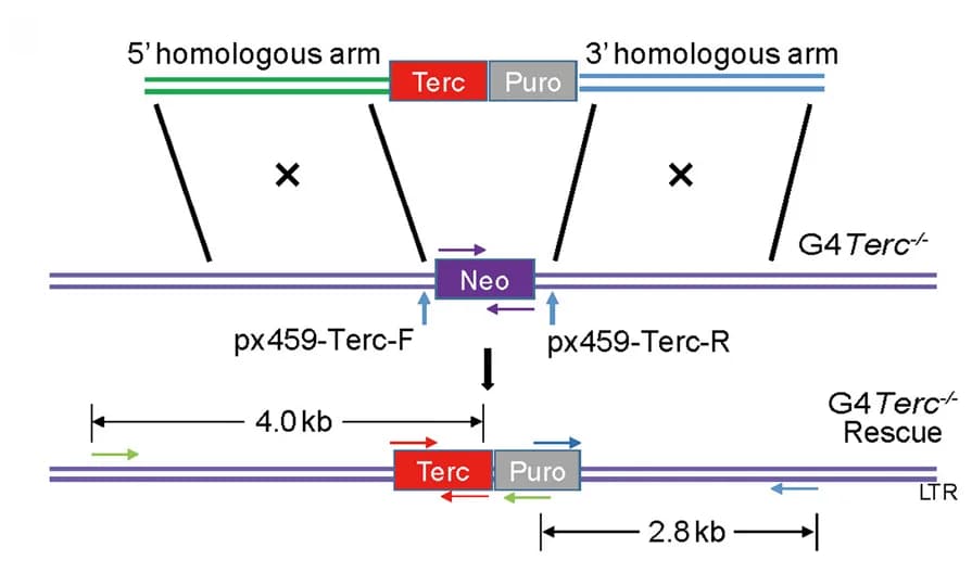 Open access visualization of Workflow, Illustration, CRISPR/Cas9, Homologous Recombination, ESCs