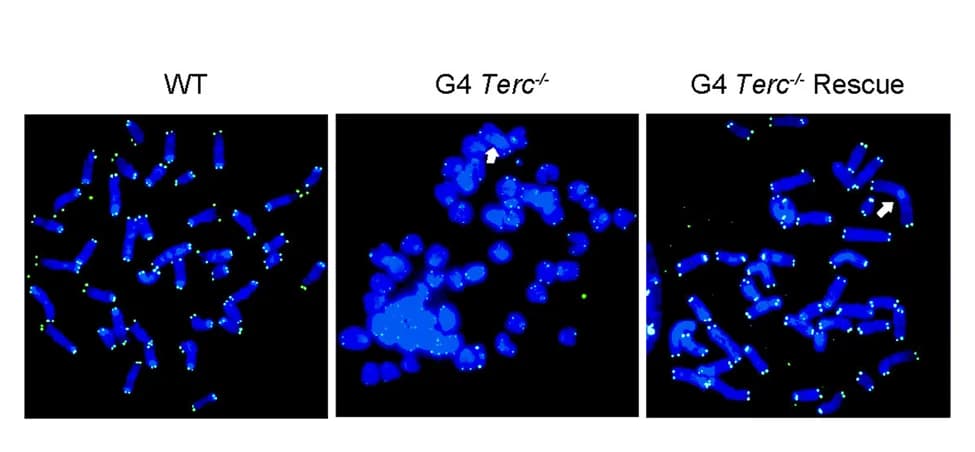 Open access visualization of Microscopy, Telomere Q-FISH, Chromosomes, ESCs