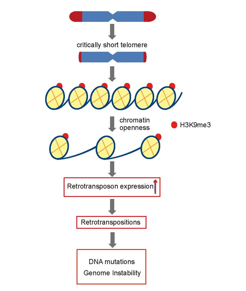 Open access visualization of Workflow, Flowchart, Illustration, Telomeres, Retrotransposons