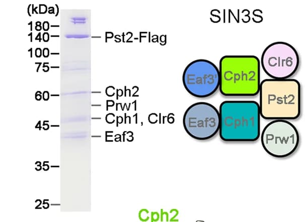 Open access visualization of Gel, Illustration, SIN3S Complex, SDS-PAGE, Mass Spectrometry