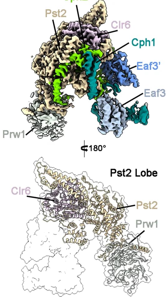 Open access visualization of Protein Structure, SIN3S Complex, EM Map, Pst2 Lobe, ChimeraX