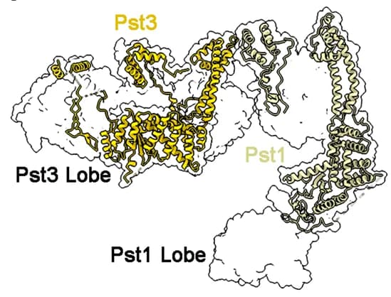 Open access visualization of Protein Structure, Pst1, Pst3, Lobes, Structure