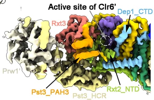 Open access visualization of Protein Structure, EM Map, Pst3 Lobe, Protein Components