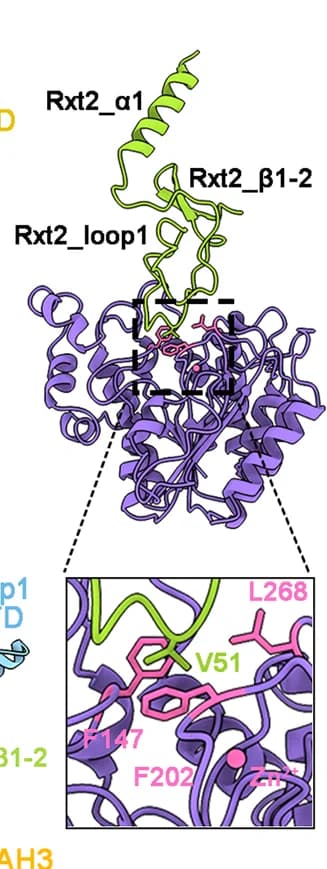 Open access visualization of Protein Structure, Interactions, Clr6’, Rxt2_NTD