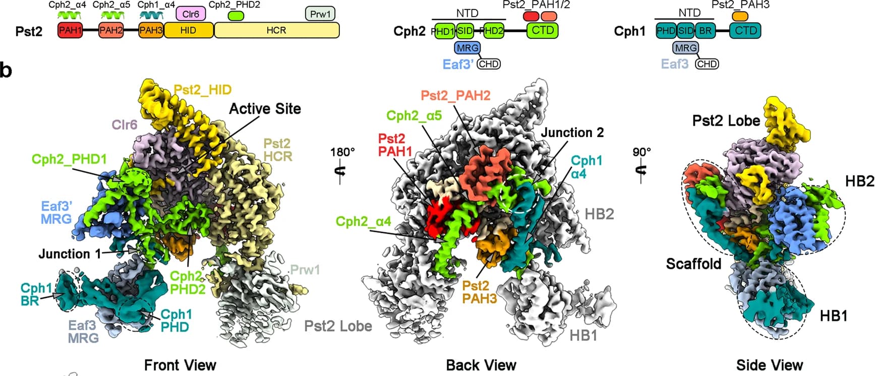 Open access visualization of Protein Structure, Illustration, Pst2, Cph2, Cph1