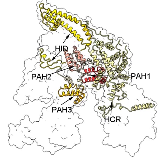 Open access visualization of Protein Structure, Pst2, SIN3S Complex, Cartoon Model, Surface Model
