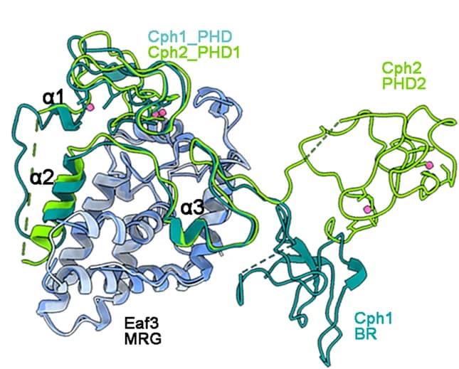 Open access visualization of Protein Structure, HB1, HB2, MRG Domains, Cph1_PHD