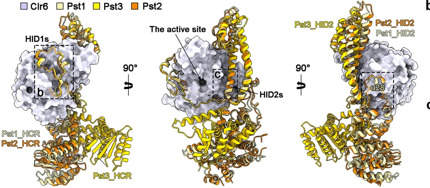Open access visualization of Protein Structure, Protein Interactions, Clr6, Pst1, Pst2