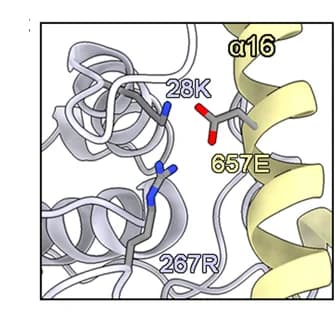 Open access visualization of Protein Structure, Close-up View, Protein Interactions, Clr6, HID2