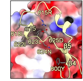 Open access visualization of Protein Structure, Protein Stabilization, Clr6, SIN3L Complex, Scaffold