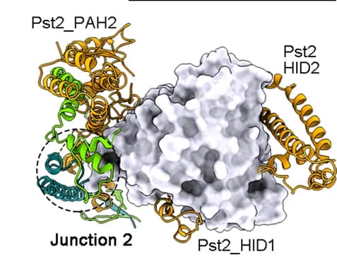 Open access visualization of Protein Structure, Protein Stabilization, Clr6, SIN3S Complex, Scaffold