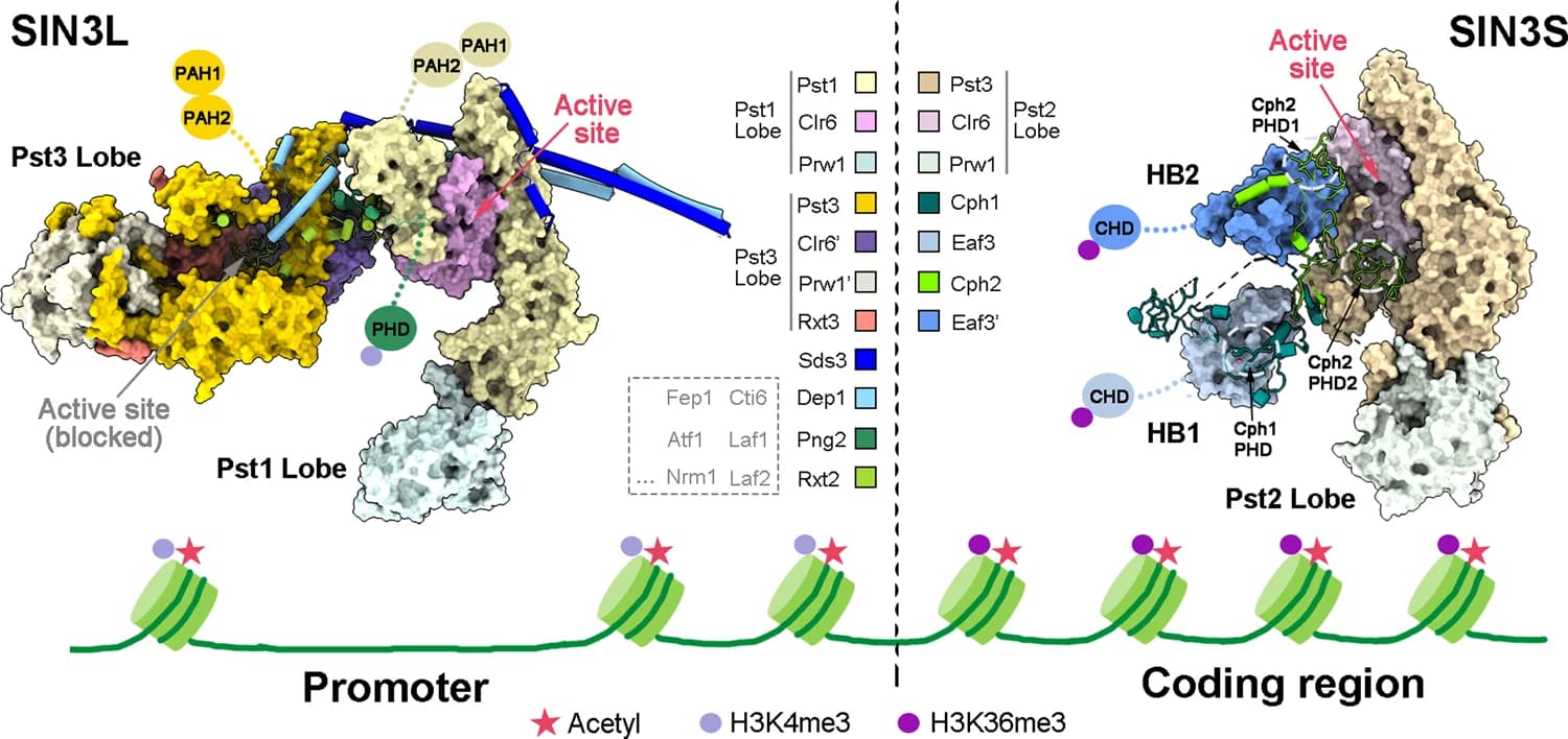 Open access visualization of Illustration, Chemical Structure, Pathway, SIN3L Complex, SIN3S Complex