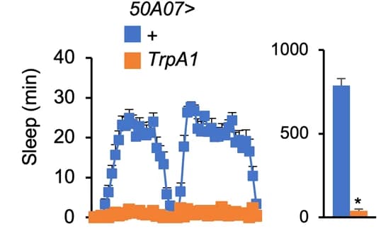 Open access visualization of Line Plot, Error Bars, Bar Plot, Sleep Deprivation, TrpA1