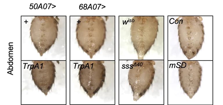 Open access visualization of Photo, Abdomen, Female Flies, Sleep Deprivation, Genotypes