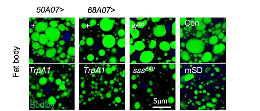 Open access visualization of Microscopy, Lipid Droplets, Bodipy Staining, Fat Bodies, Female Flies