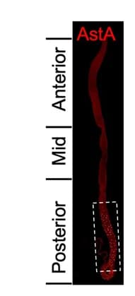 Open access visualization of Microscopy, AstA, Immunostaining, Midgut, WT Flies