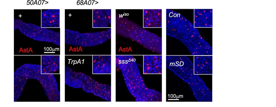 Open access visualization of Microscopy, AstA, Immunostaining, Midgut, Female Flies