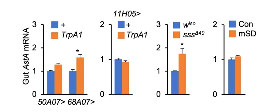 Open access visualization of Bar Plot, Error Bars, Clustered, AstA, mRNA Levels