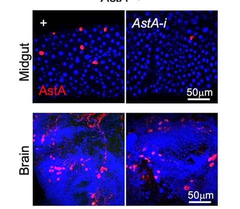 Open access visualization of Microscopy, Protein, AstA, Midgut, Brain