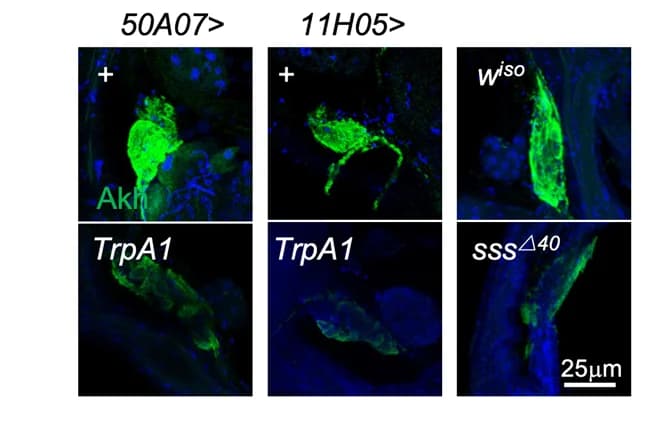 Open access visualization of Microscopy, Confocal Images, Intracellular Akh, Fly