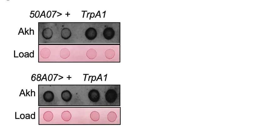 Open access visualization of Gel, TAG storages, Glycogen storages, Fly