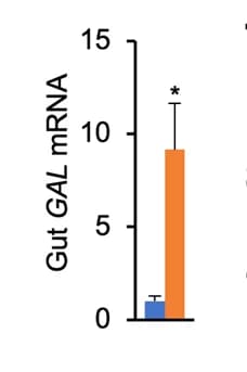 Open access visualization of Bar Plot, Error Bars, Gut GAL mRNA, C57BL/6 Mice, M35