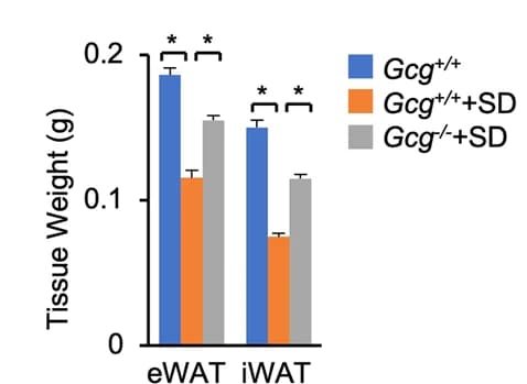 Open access visualization of Bar Plot, Error Bars, Clustered, eWAT Weights, SD