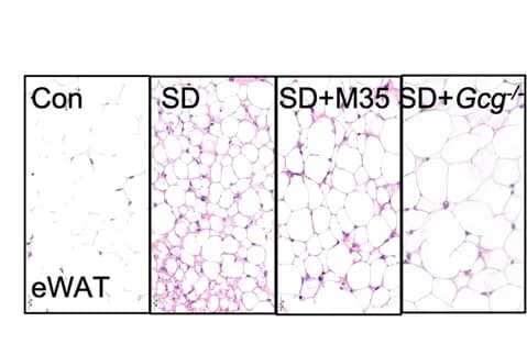 Open access visualization of Microscopy, H&E Staining, Adipocyte Mass, SD, Pharmaceutical Intervention