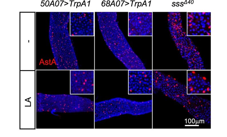 Open access visualization of Microscopy, Immunostaining, AstA