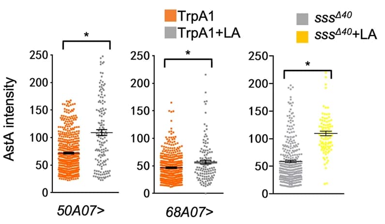 Open access visualization of Scatter Plot, Error Bars, Quantification, Intracellular AstA, Single cell