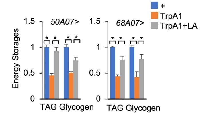 Open access visualization of Bar Plot, Error Bars, Clustered, TAG, Glycogen