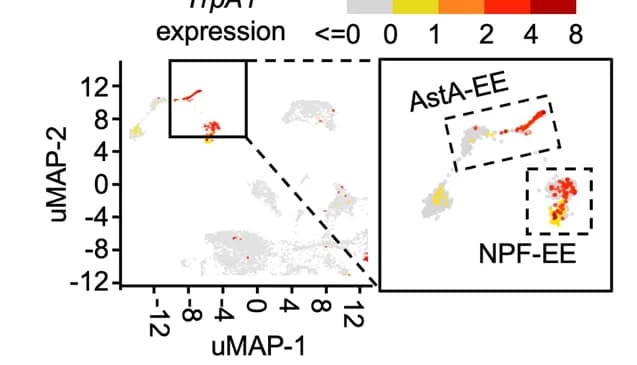 Open access visualization of UMAP, Scatter Plot, TrpA1, Cell Clusters, Midguts