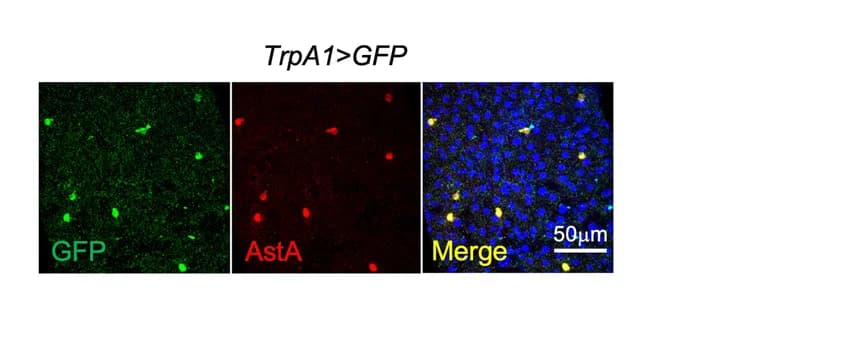 Open access visualization of Microscopy, AstA, TrpA1, GFP, Immunostaining