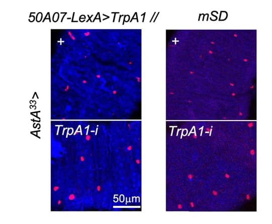 Open access visualization of Microscopy, AstA, Immunostaining