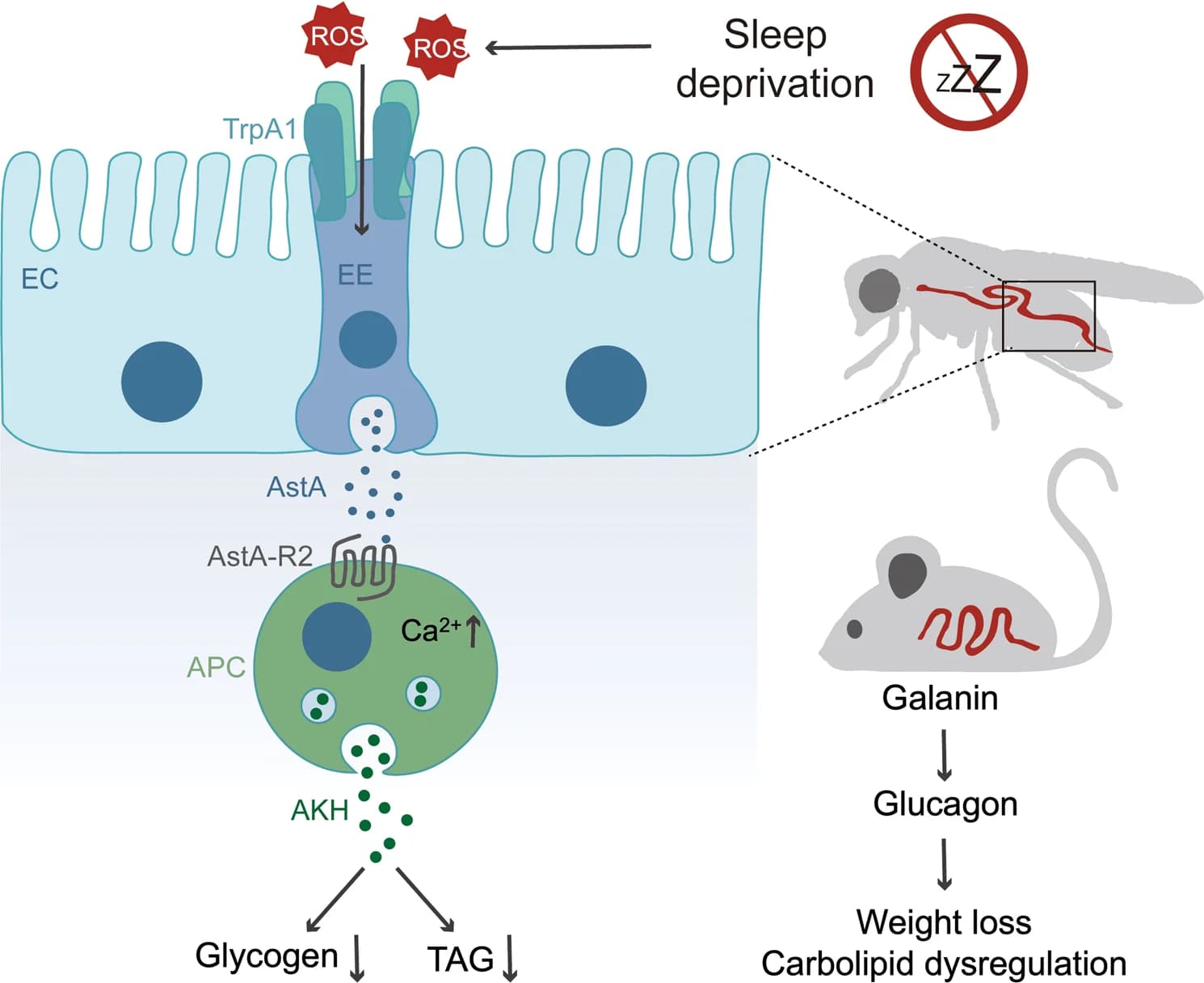 Open access visualization of Workflow, Flowchart, Illustration, AstA, TrpA1